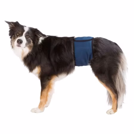 Trixie Magebelte Til Hannhund Mørkeblå