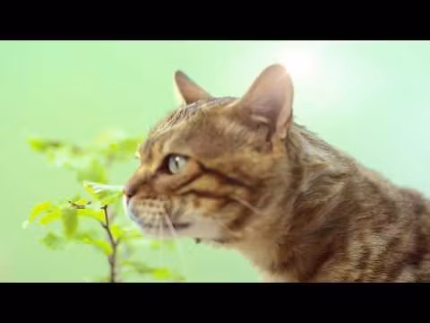 Kopi Cat`s Best Original Kattesand