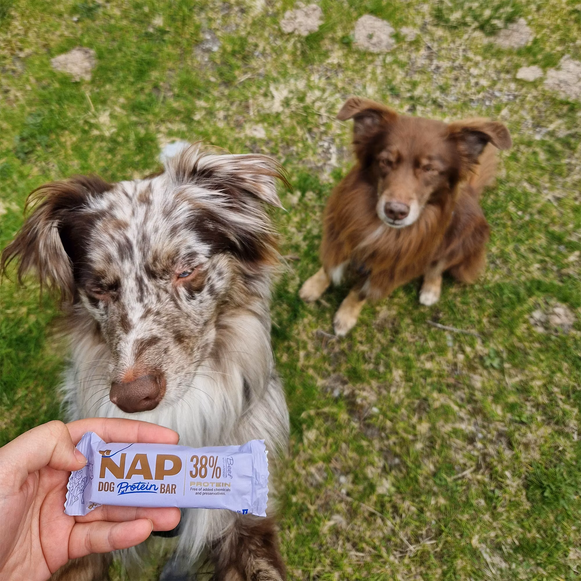 NAP Proteinbar Recovery 50g