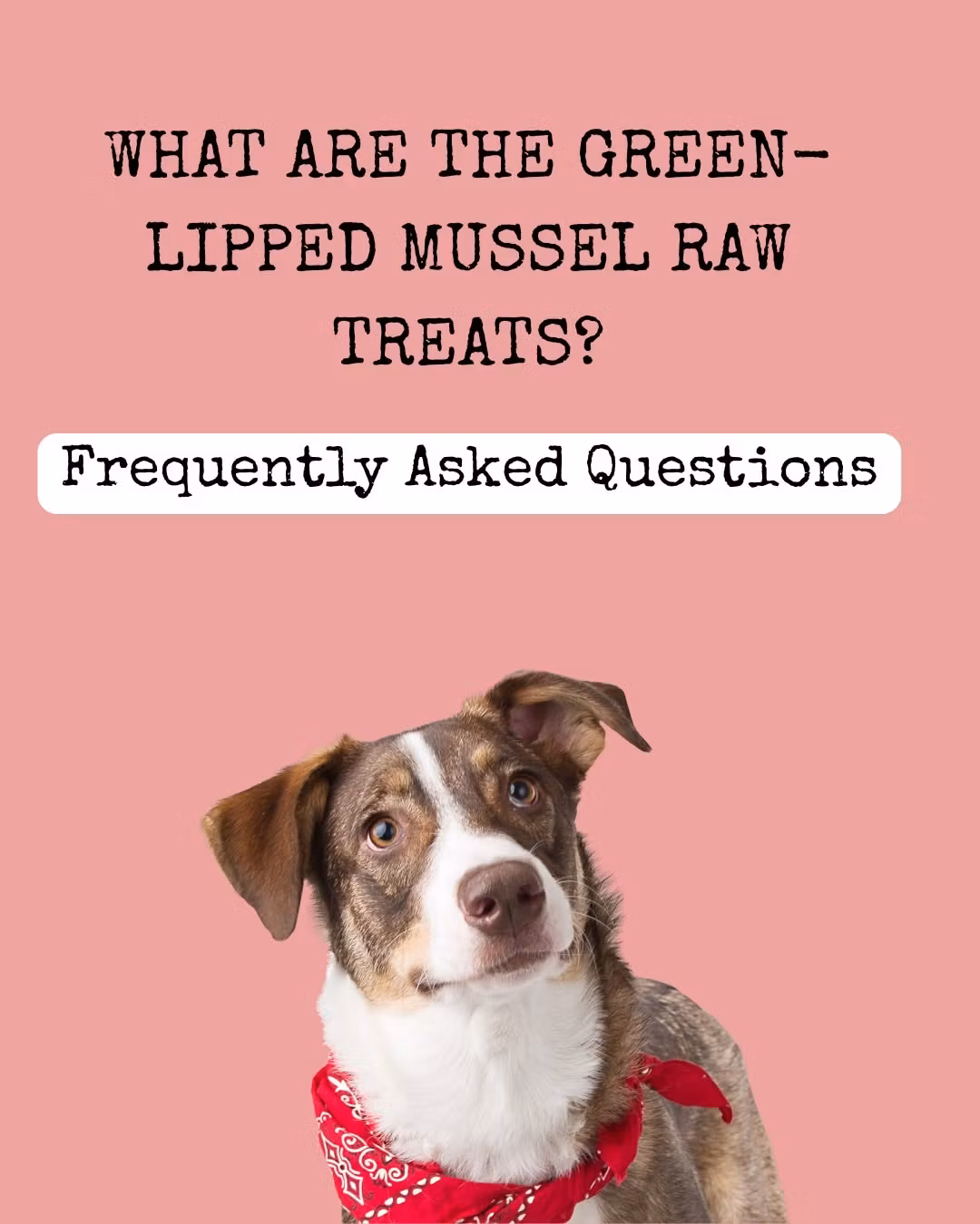 Kopi Mr. Bones Raw Treats Green Lipped Mussel