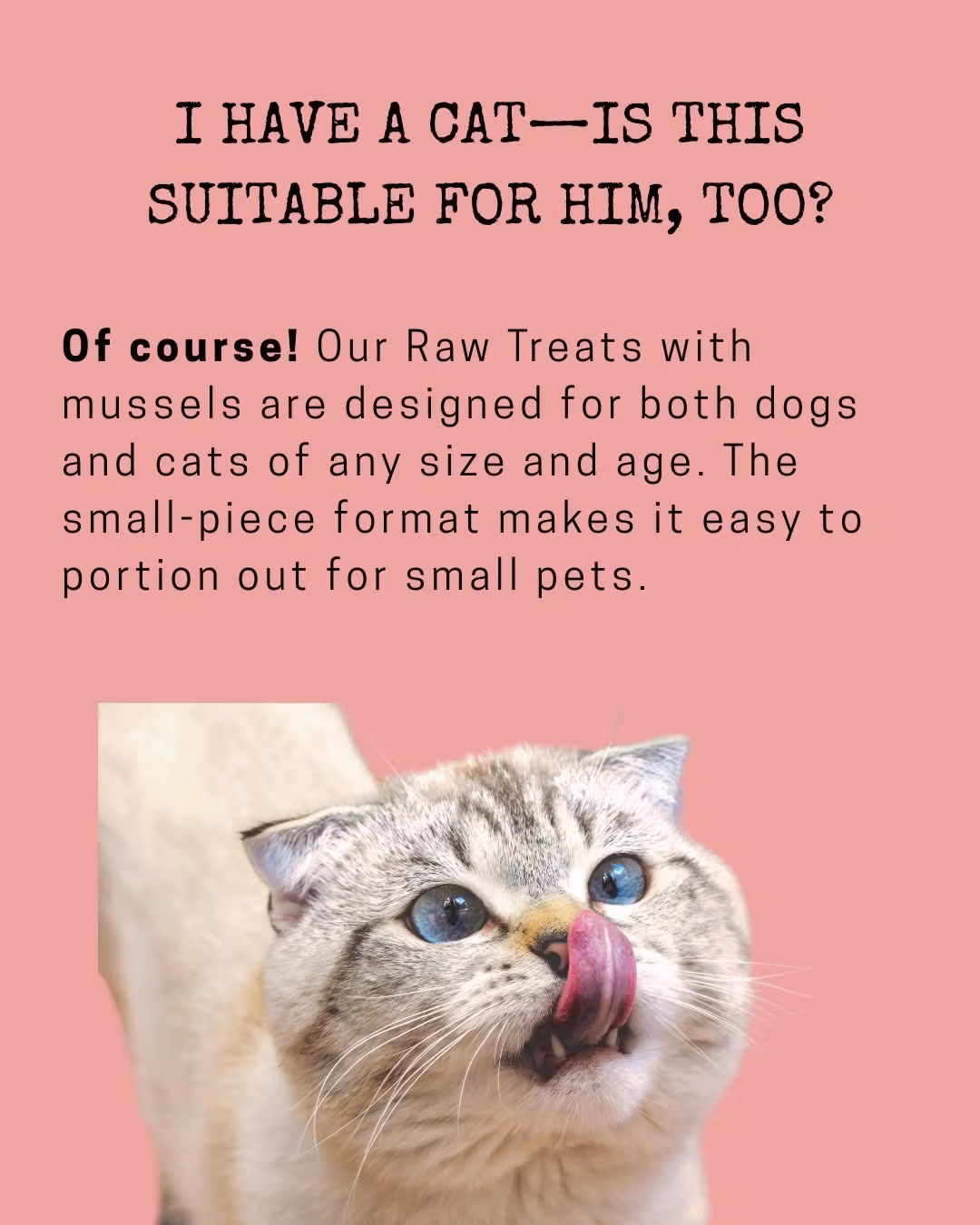 Kopi Mr. Bones Raw Treats Green Lipped Mussel