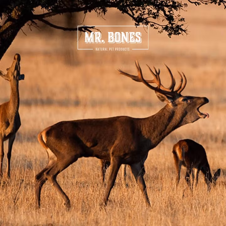 Mr. Bones Dry BARF Hjort