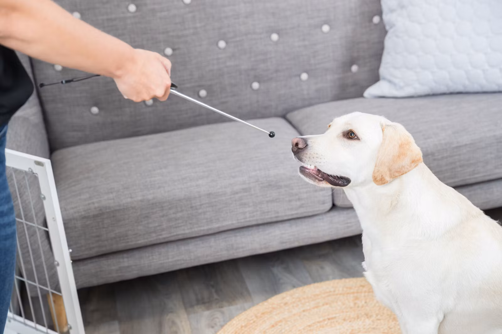 Clicker med target stick assorterte farger
