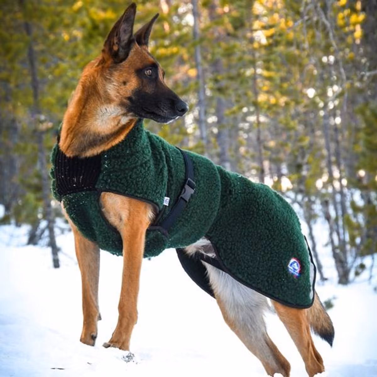 Canelana Selva ulldekken hund - Bestillingsvare!