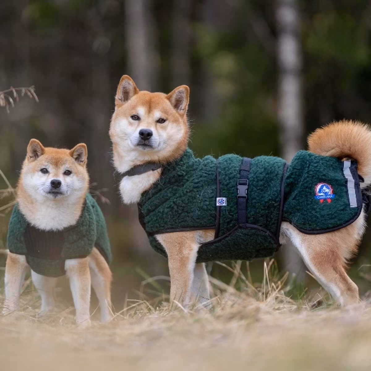 Canelana Selva ulldekken hund - Bestillingsvare!