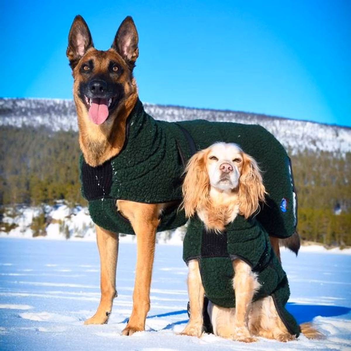 Canelana Selva ulldekken hund - Bestillingsvare!