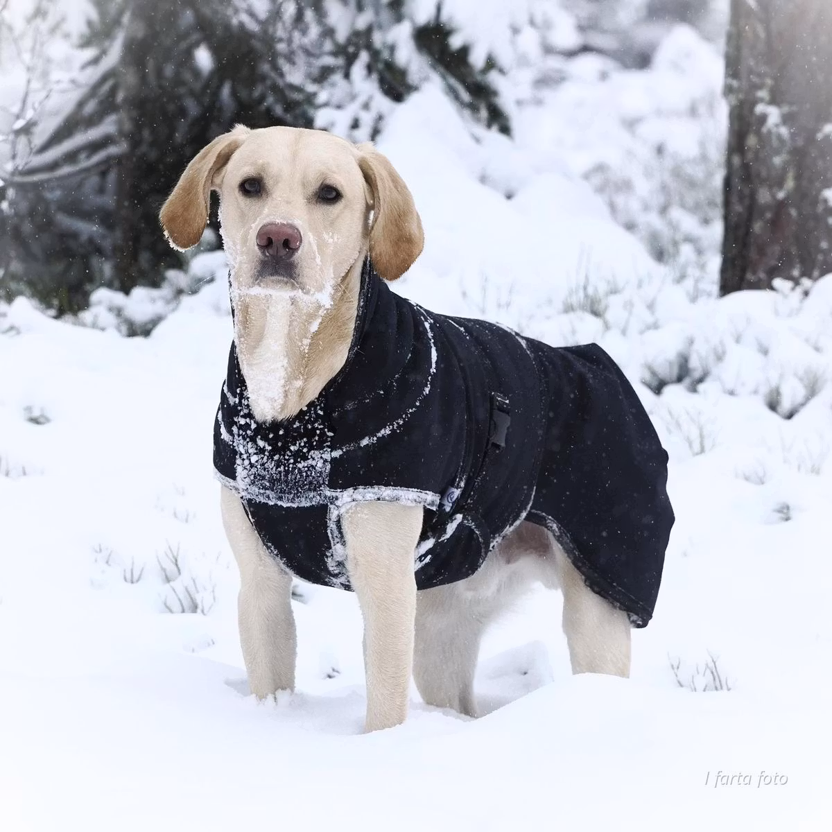 Canelana Thermo sort-100% ull dekken hund softshell ytterstoff - Bestillingsvare!