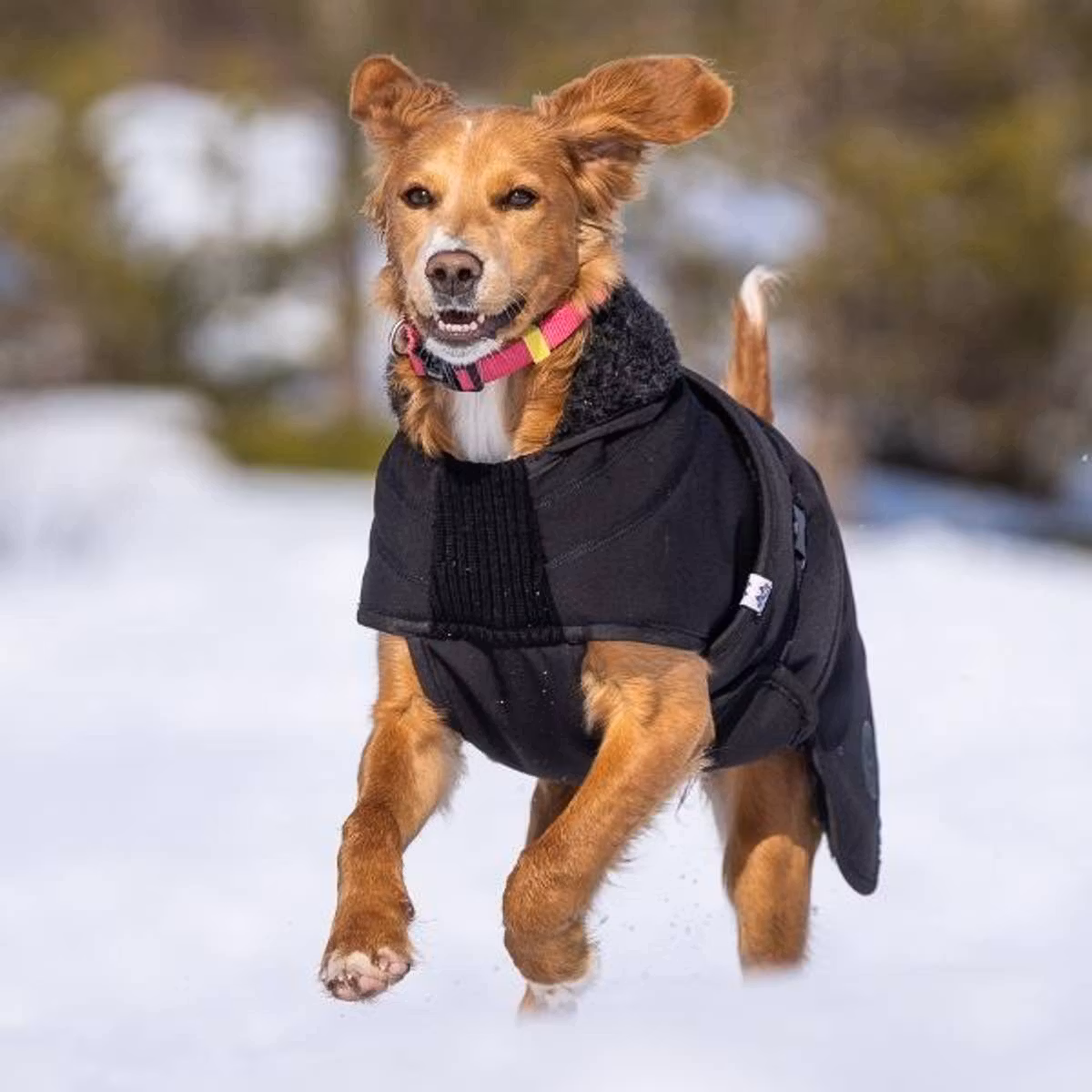 Canelana Thermo sort-100% ull dekken hund softshell ytterstoff - Bestillingsvare!