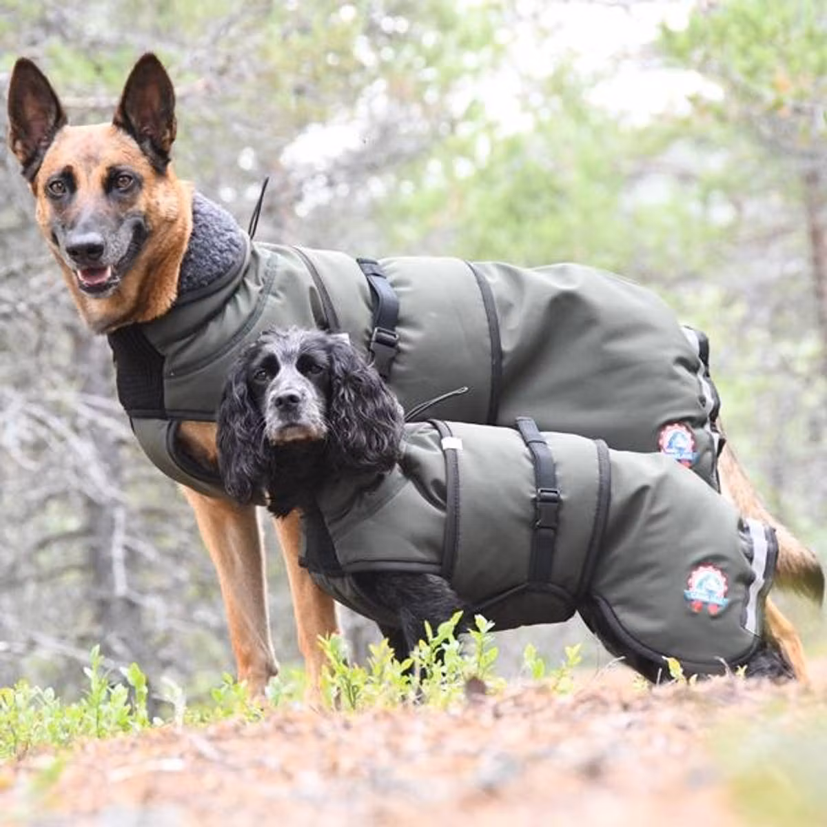 Canelana Thermo grønn-100% ull dekken hund softshell ytterstoff - Bestillingsvare!
