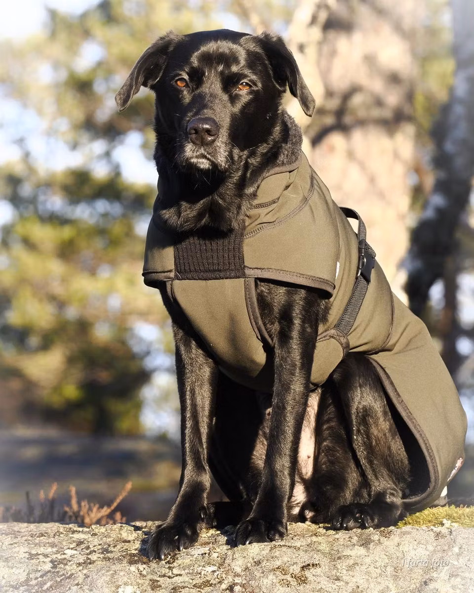 Canelana Thermo grønn-100% ull dekken hund softshell ytterstoff - Bestillingsvare!