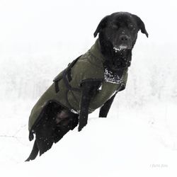 Canelana Thermo grønn-100% ull dekken hund softshell ytterstoff - Bestillingsvare!