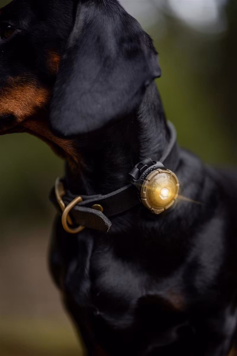 Orbiloc Dog Dual