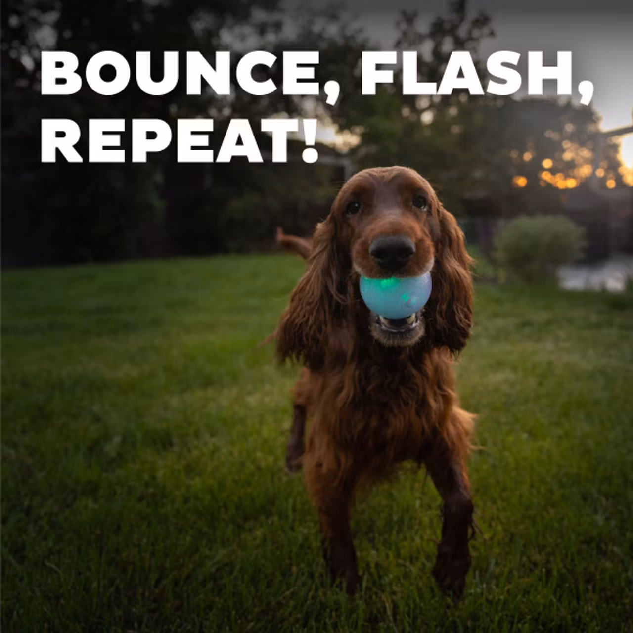 Planet Dog Strobe Ball Hvit med multifarget LED lys