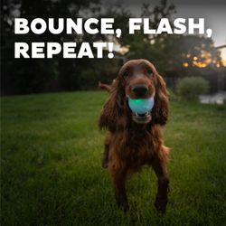 Planet Dog Strobe Ball Hvit med multifarget LED lys