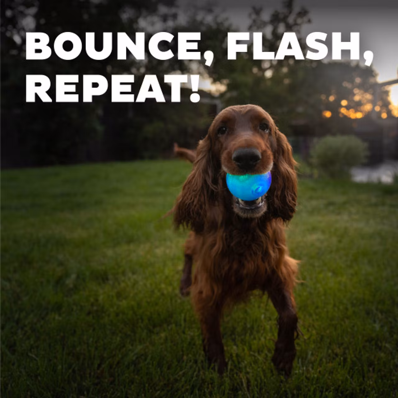 Planet Dog Strobe Ball Blå med multifarget LED lys