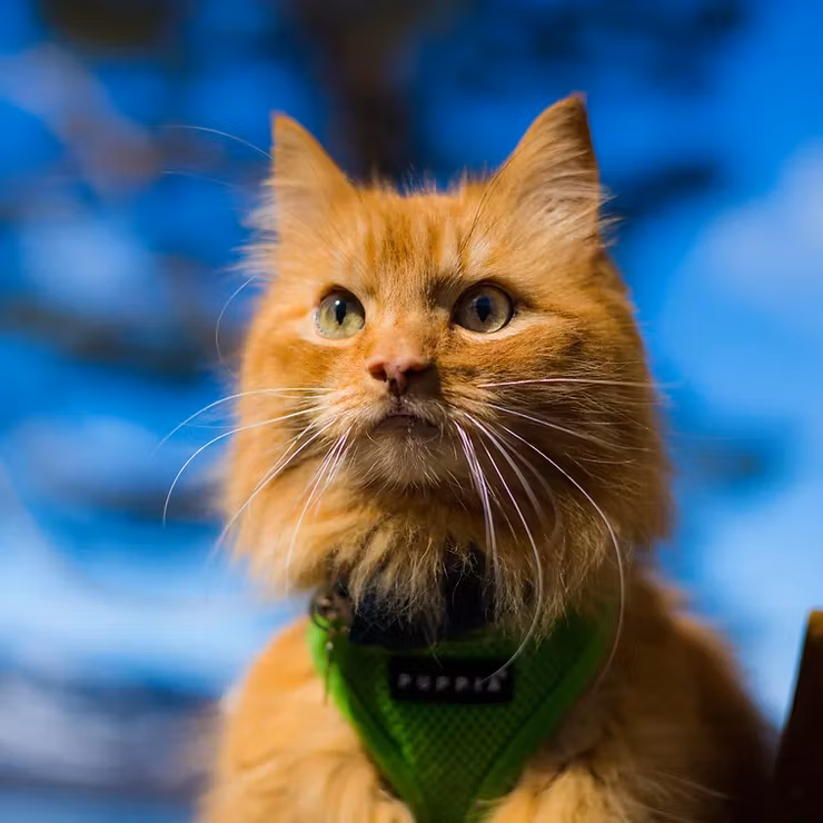 PROVIT Fjærfest 185g Boksemat Katt