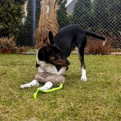 Dingo Draleke "Kanin" med strikk og pip