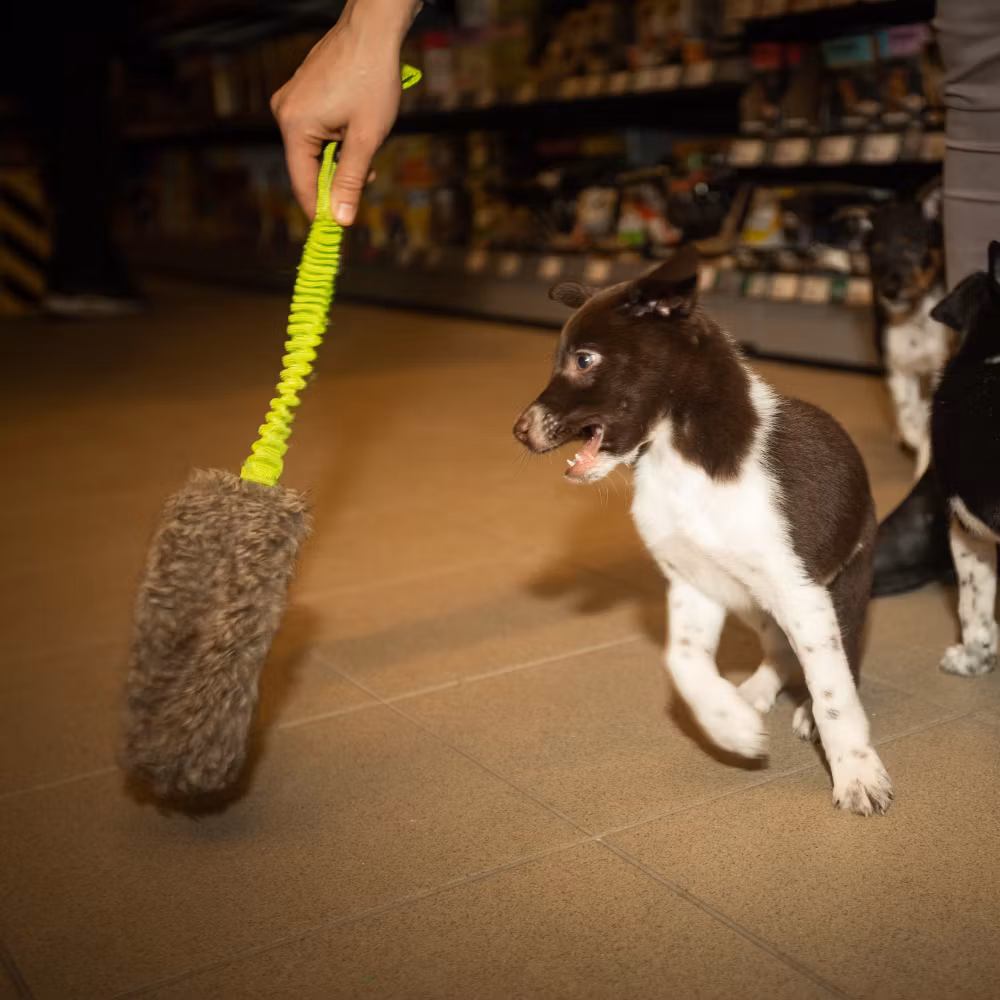 Dingo Draleke "Kanin" med strikk og pip