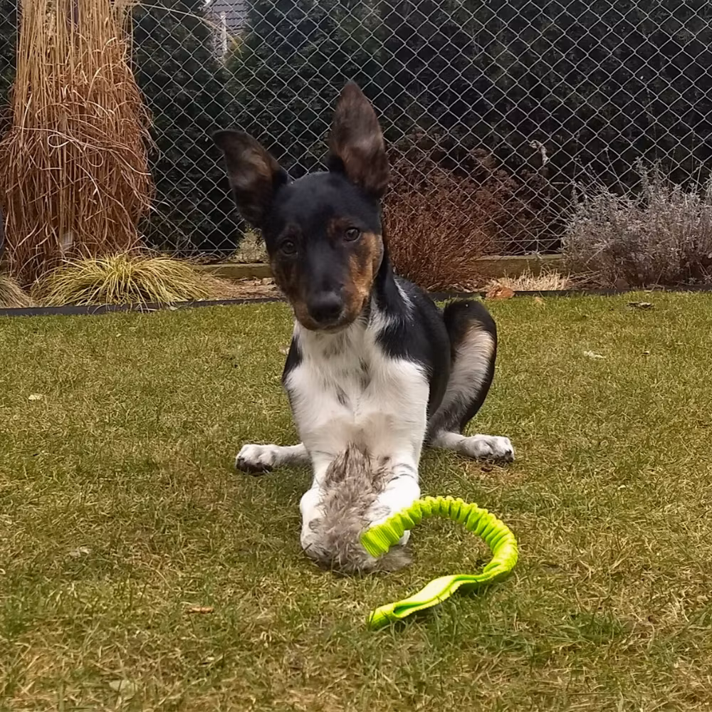 Dingo Draleke "Kanin" med strikk og pip