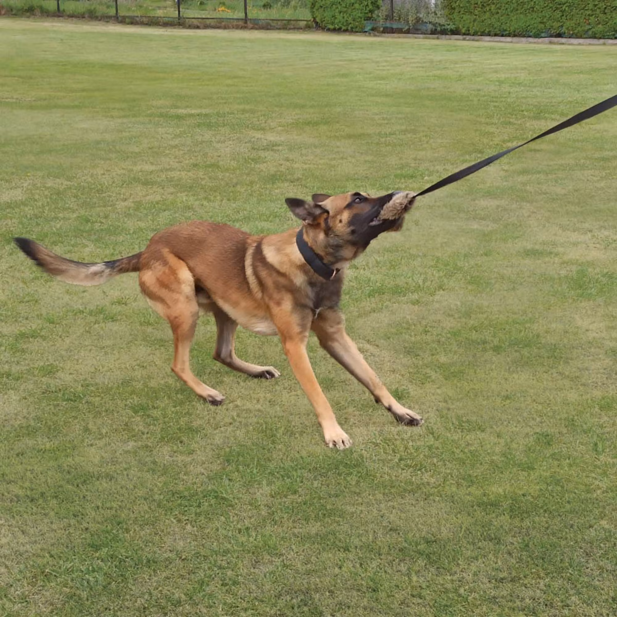 Dingo Draleke "Kanin" med strikk og 150cm snor