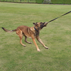 Dingo Draleke "Kanin" med strikk og 150cm snor