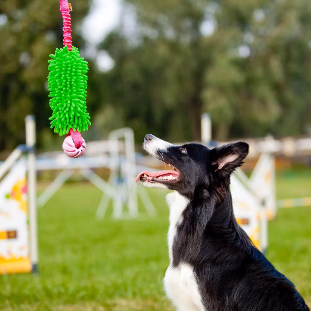 Dingo Draleke m/strikk, mopp og ball ca 49 cm