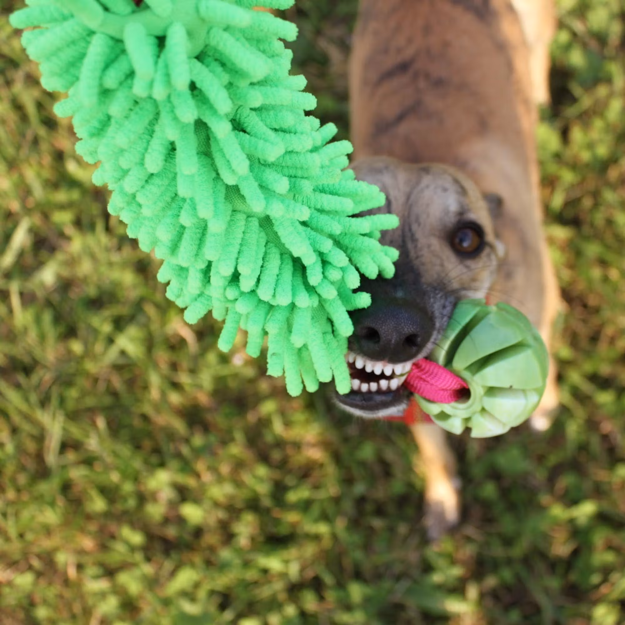 Dingo Draleke m/strikk, mopp og ball ca 49 cm
