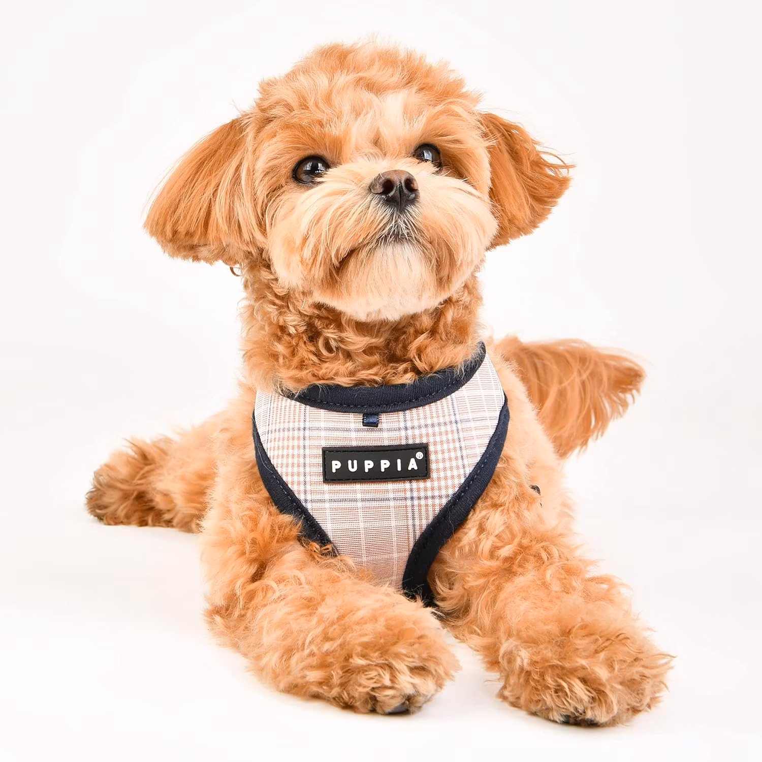 Puppia Blake Harness A blå