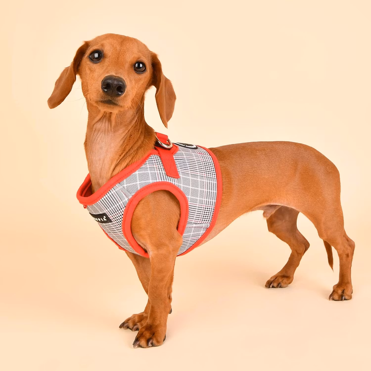 Puppia Blake Harness B blå & rød