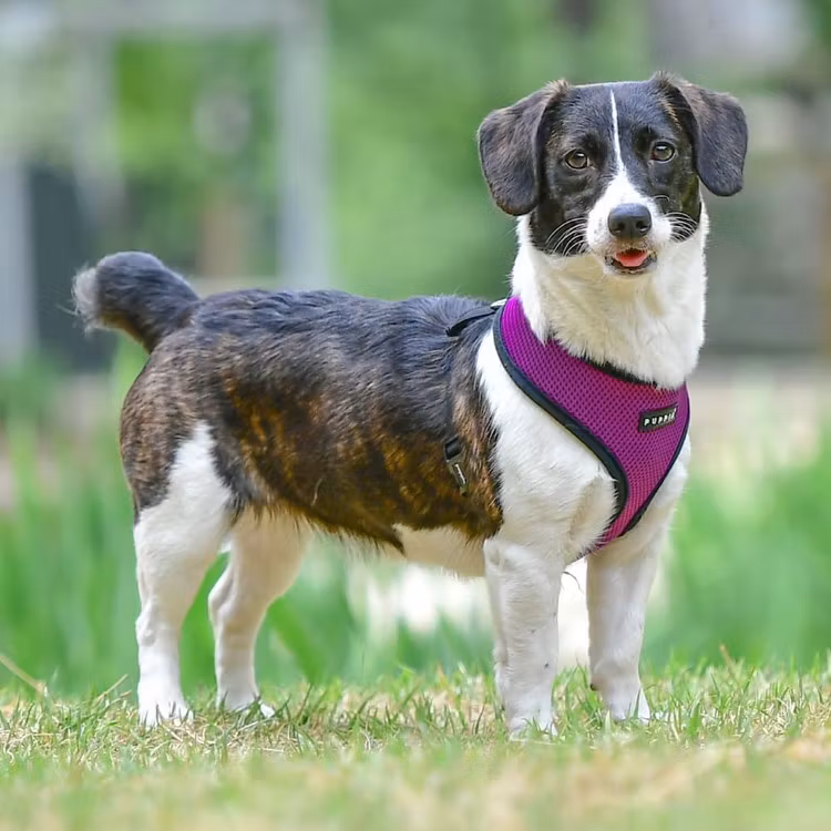 Puppia Soft Harness A Lilla / Purple