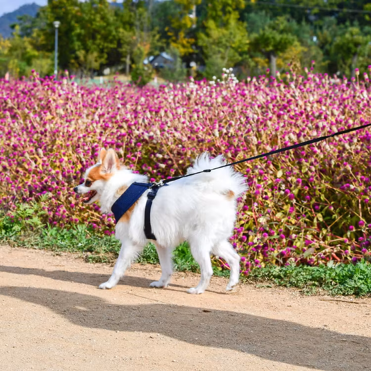 Puppia Soft Harness A Blå / Navy