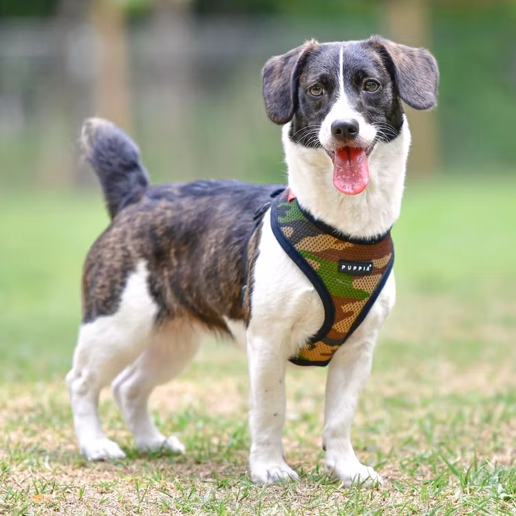 Puppia Soft Harness A Camo