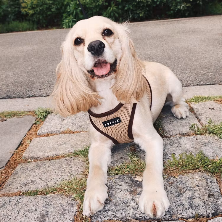 Puppia Soft Sport Harness B Beige