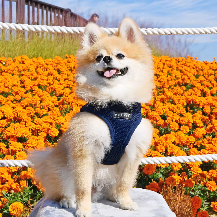 Puppia Soft Sport Harness B Blå / Navy