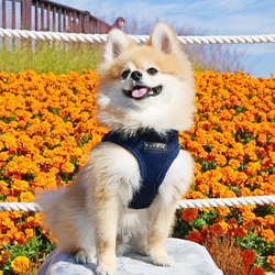 Puppia Soft Sport Harness B Blå / Navy