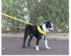 Puppia Two Tone Lead Gul / Yellow Kobbel