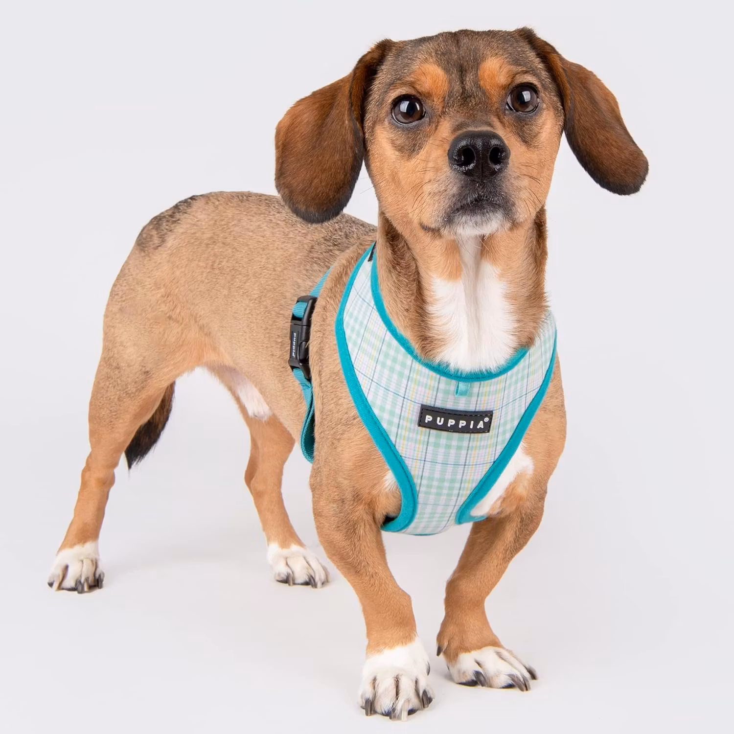 Puppia Luke Harness A Aqua