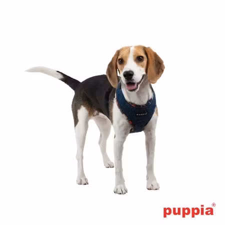 Puppia Smurf Harness A Blå / Navy L & Rød / Red L