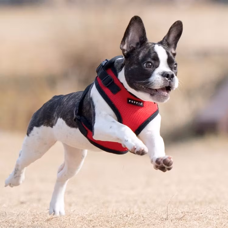 Puppia Ritefit Air Mesh Harness Rød / Red med justering i både nakke og bryst XL