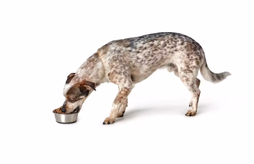 Hunter Bowl stainless steel Gummiert