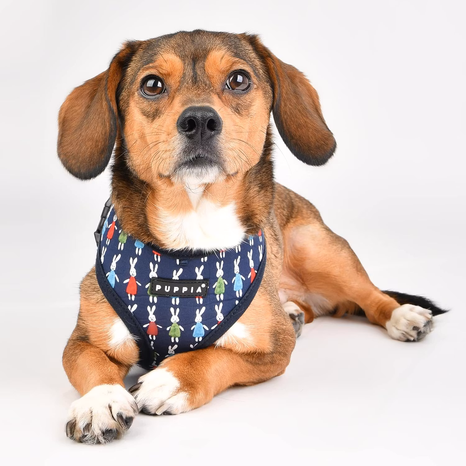 Puppia Mollie Harness A Blå / Navy
