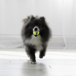 KONG Air Squeaker Ball XS 3pk