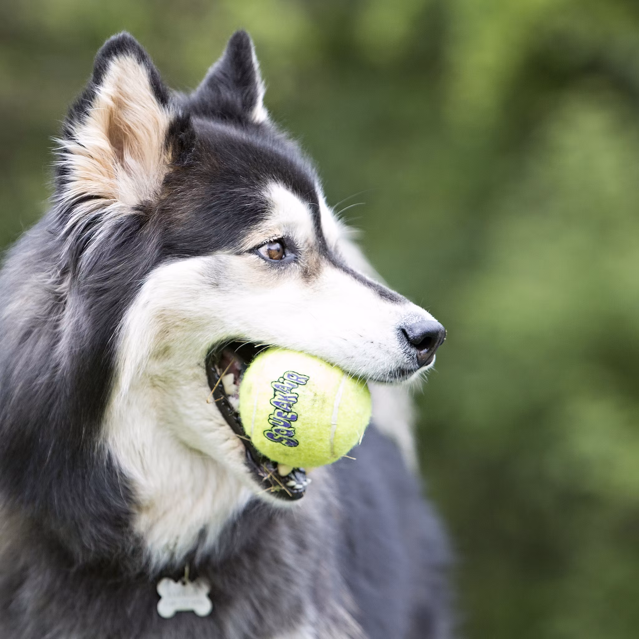 KONG Air Squeaker BallM 3pk