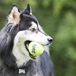 KONG Air Squeaker BallM 3pk