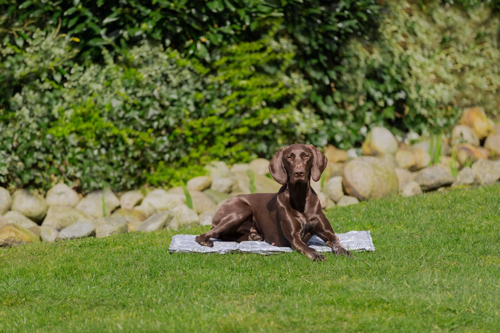 Trixie Kjølematte Soft 110x70cm XXL Grå