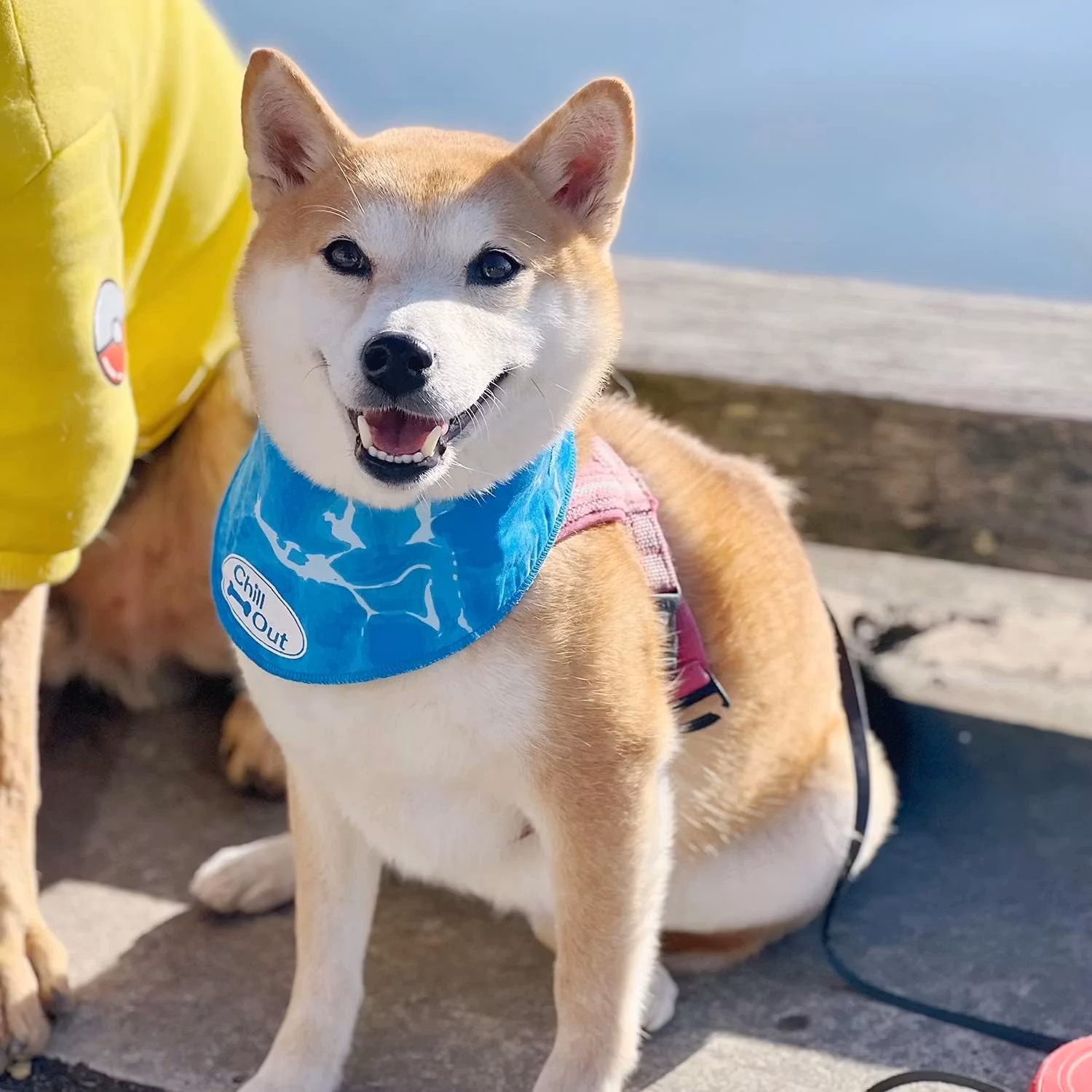 Chill Out Ice Bandana