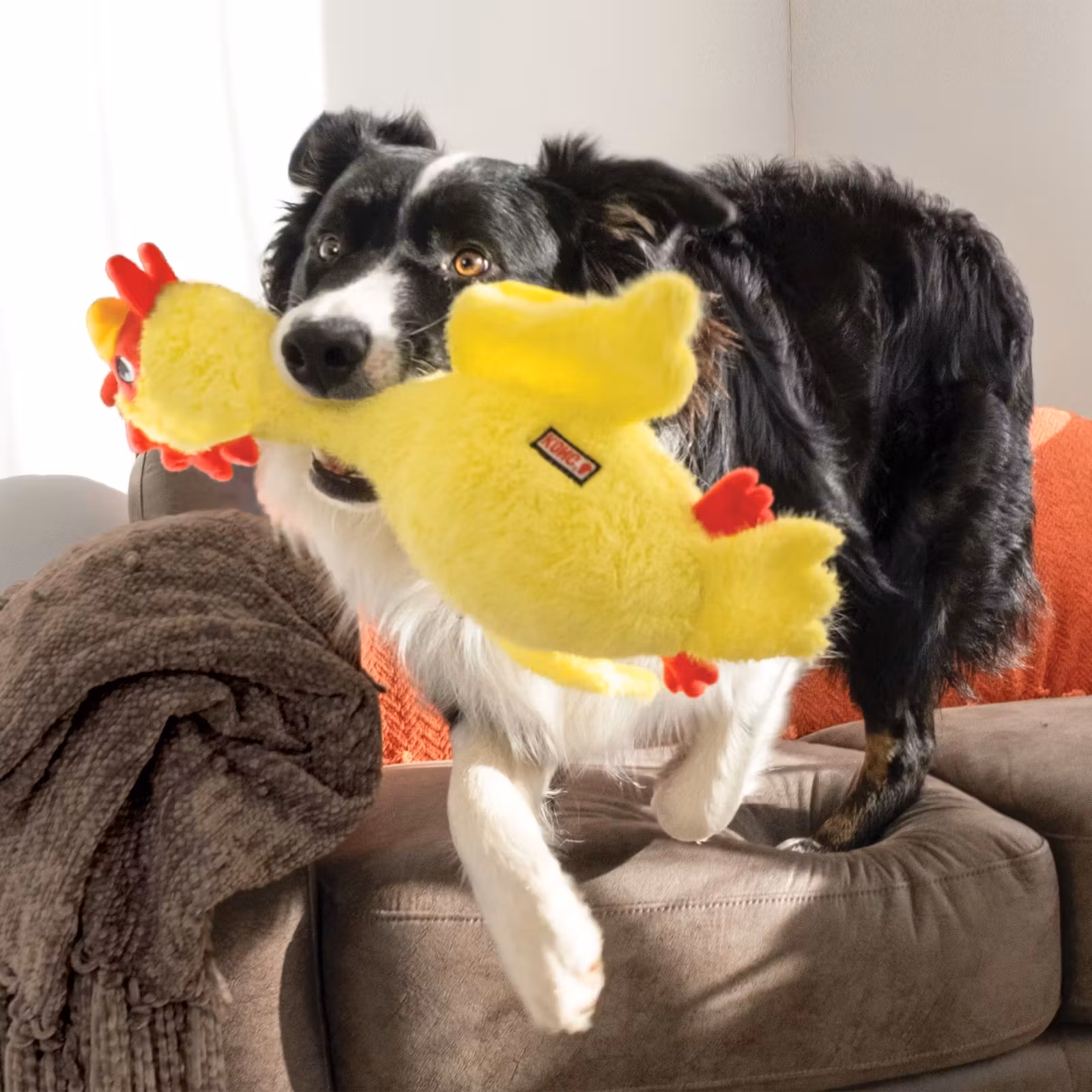 KONG Scruffs Chicken M/L