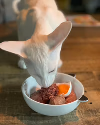 MUSH Vaisto® Cat Gul (Kylling-Okse)