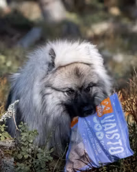 MUSH Vaisto Gris-Kalkun-Kylling (Lyslilla)