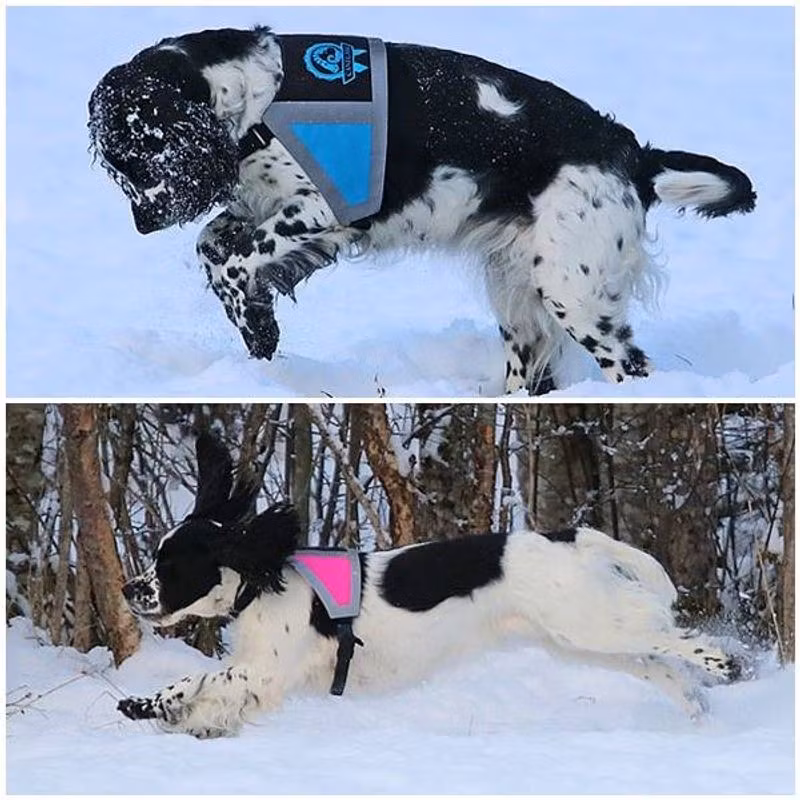Canelana refleksdekken-refleksvest hund